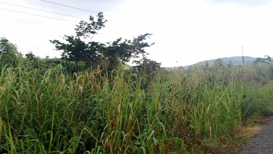 Developable plot