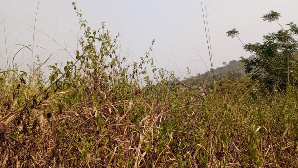 Land plot