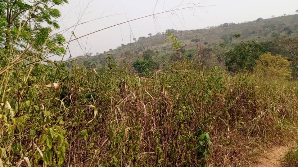 Land
