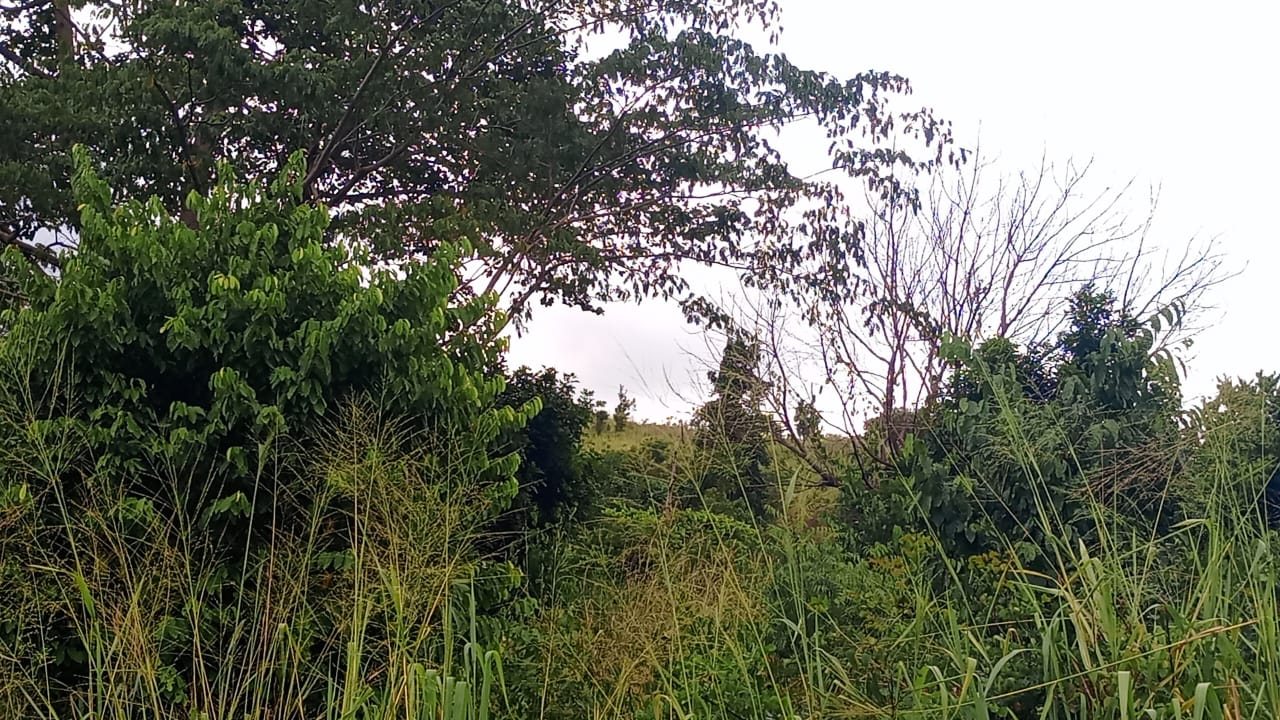 Land