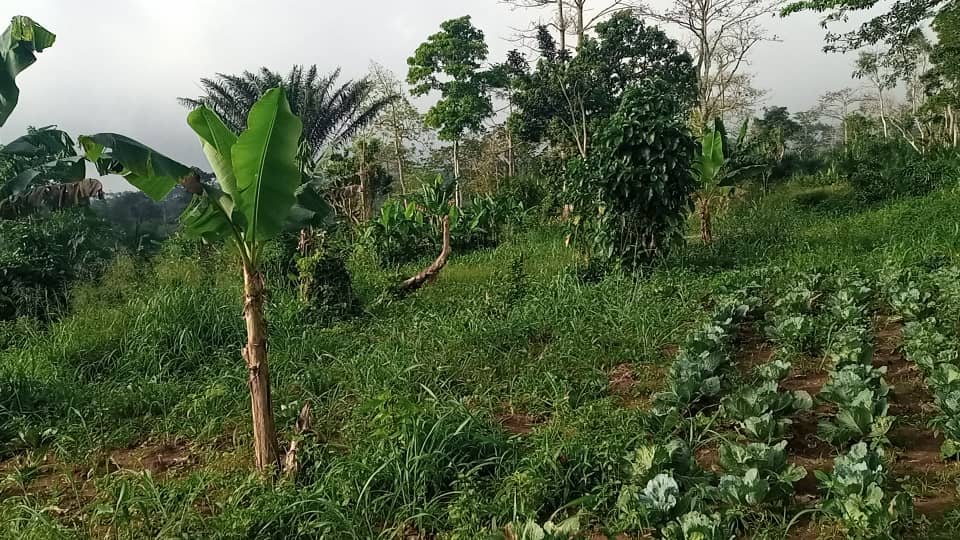 Farm