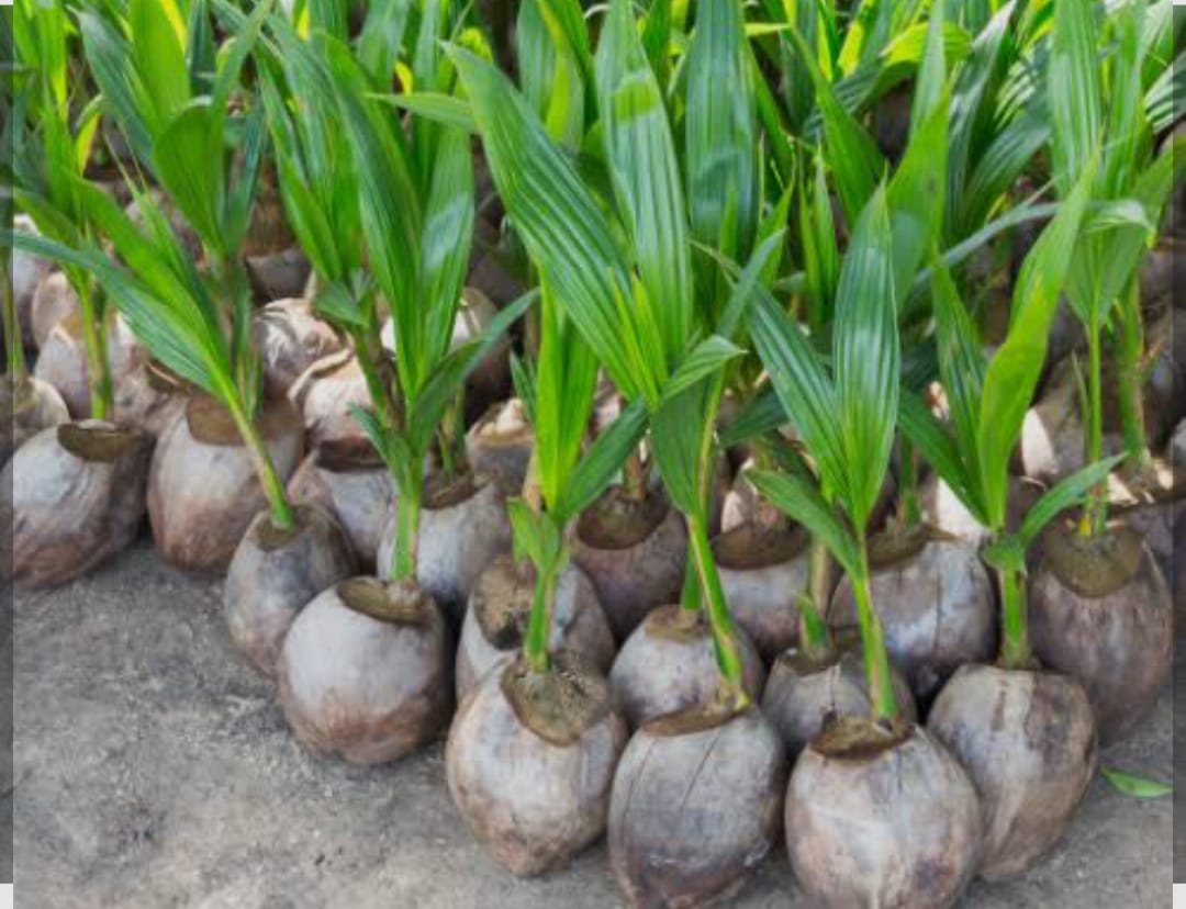 Seedlings
